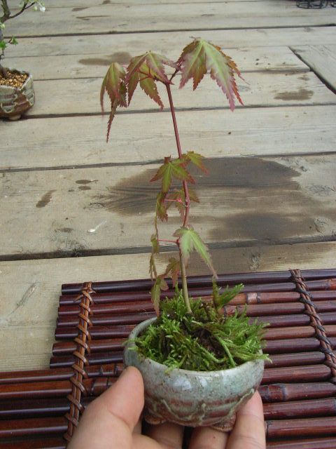 楽天市場】お誕生日の贈り物に 山もみじ ミニ盆栽 もみじ盆栽 秋には