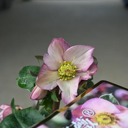 楽天市場】2025年12月～1月開花株クリスマスローズ Ice N' roses 氷の