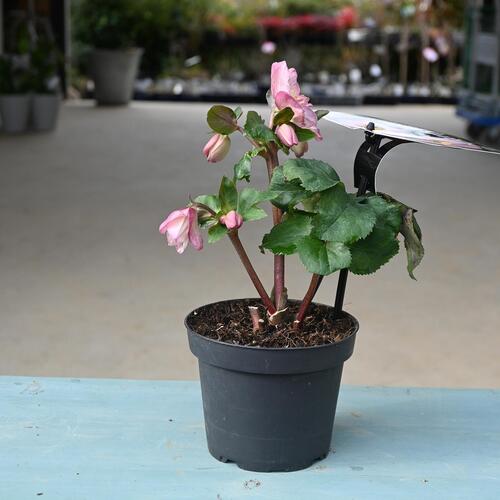 楽天市場】2025年12月～1月開花株クリスマスローズ Ice N' roses 氷の