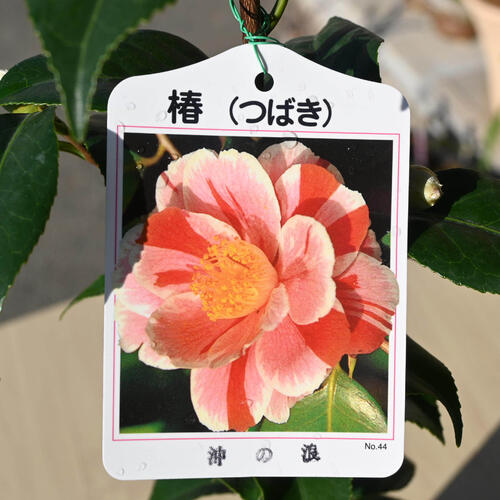 楽天市場】椿 沖の浪 苗木 おきのなみ 八重咲き 挿し木苗 椿庭木