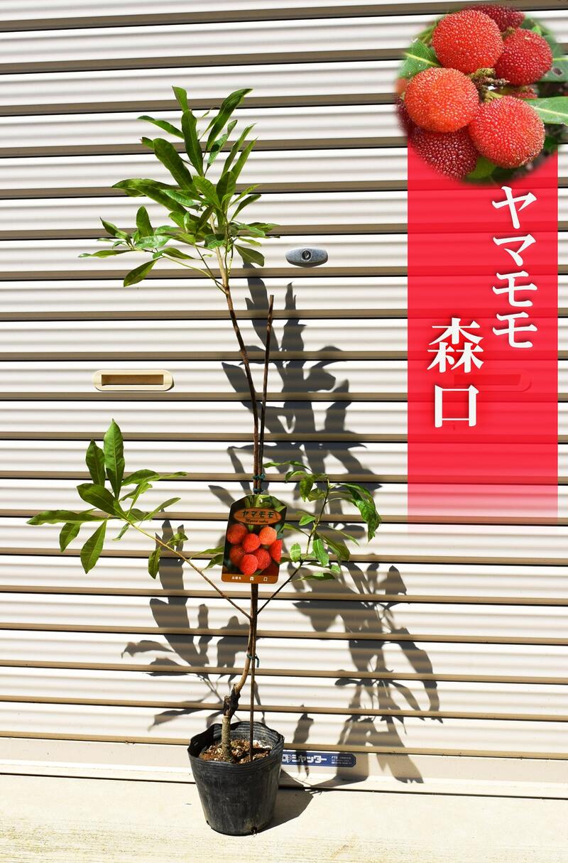 楽天市場】山桃 森口 ヤマモモ 苗木 雌木 : 園芸百貨店何でも揃うこ