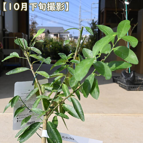 楽天市場】NEW 果樹 キンカンライム 苗木 柑橘 ライム : 園芸百貨店