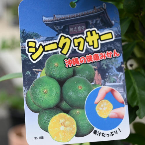 楽天市場】2025年4月開花シークワーサー 苗 プラ鉢入りシークヮーサー