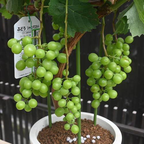 楽天市場】予約商品2025年6月下旬より発送希少 2025年7月 シャイン