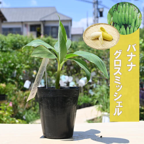 楽天市場】2026年6月入荷後 発送 バナナ 苗 グロスミッシェル幻しの