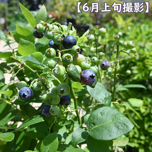 楽天市場】ブルーベリー シャープブルー 苗木 果樹 サザンハイブッシュ