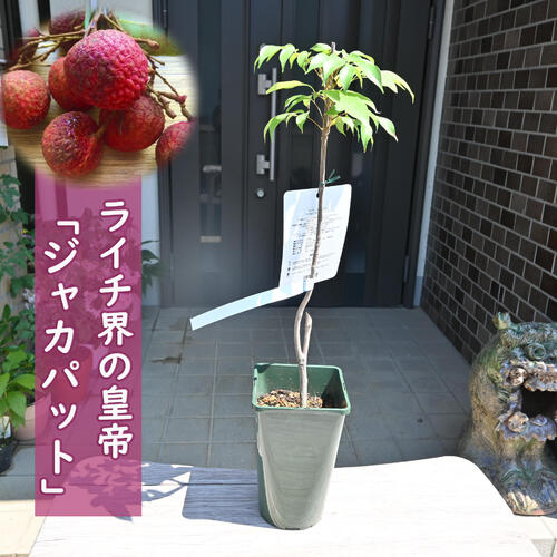 楽天市場】トロピカルフルーツ ライチ苗木 ジャカパット ライシ 美の