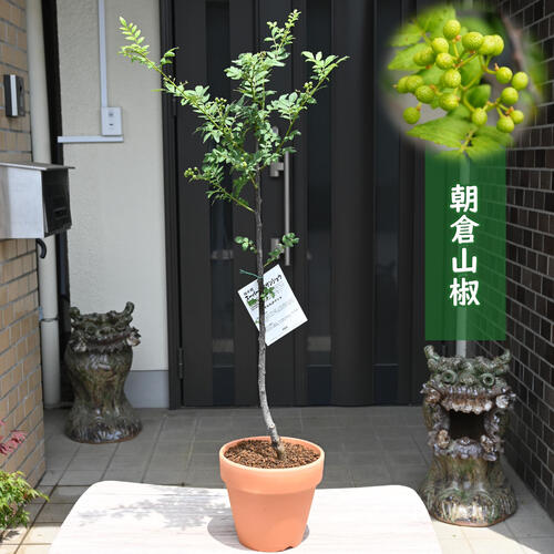 楽天市場】朝倉山椒 鉢植え スーパー朝倉山椒 実山椒 : 園芸百貨店