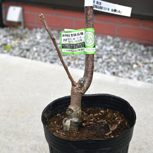 楽天市場】予約商品2025年11月より発送NEW 柿 輝太郎 苗木 PVP 早生 甘