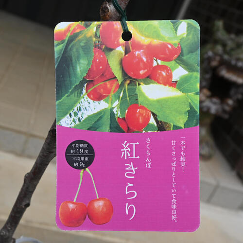 楽天市場】2026年NEW 希少のさくらんぼ 紅きらり 苗木 PVP サクランボ