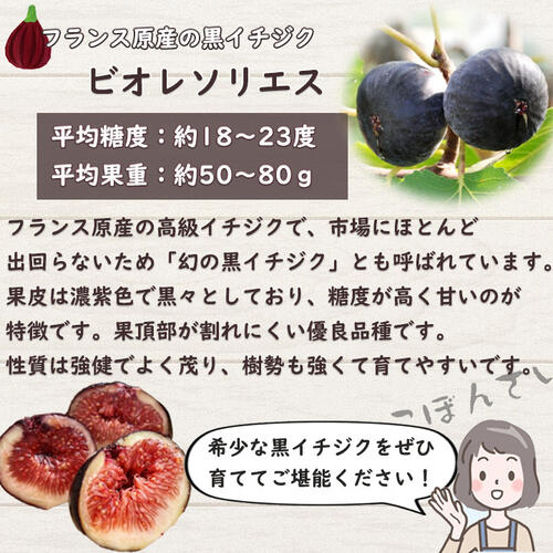 楽天市場】いちじく ビオレソリエス 苗木 無花果 黒イチジク 挿し木 2
