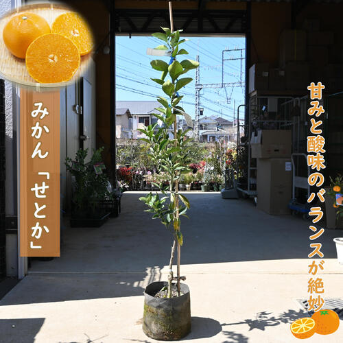 楽天市場】果樹苗木 みかん せとか 大苗 タンゴール 蜜柑 接ぎ木 3年生