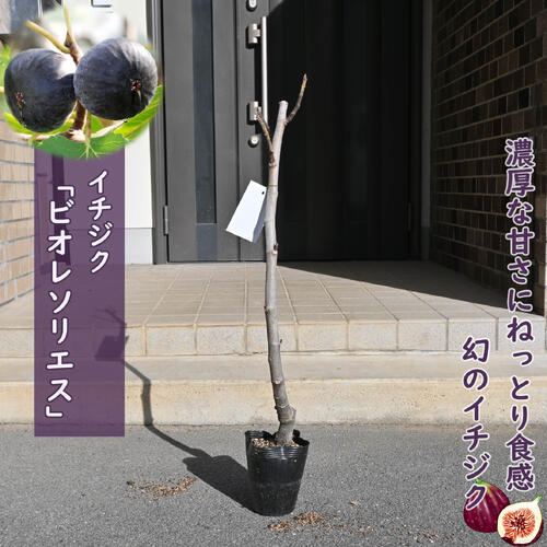 楽天市場】いちじく ビオレソリエス 苗木 無花果 黒イチジク 挿し木 2