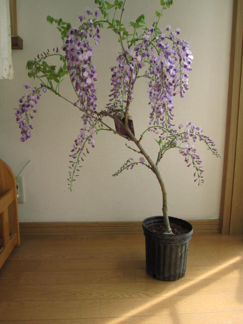 楽天市場】2026年4月から5月に開花育てる楽しみ藤5月から10月は清涼感