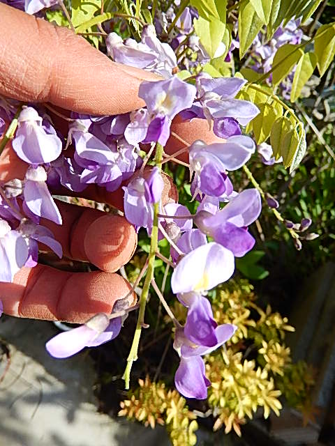 楽天市場】お買い物マラソンx2ポイントアップ育てる藤苗2026年4月に