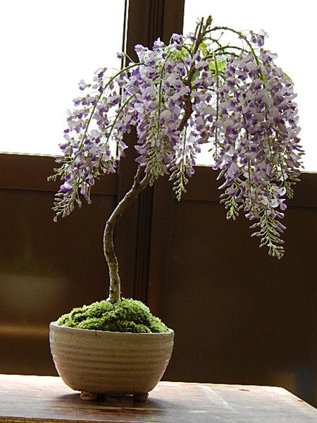 楽天市場】育てる楽しみ藤盆栽 しだれ藤盆栽： 藤盆栽2026年4月から5月