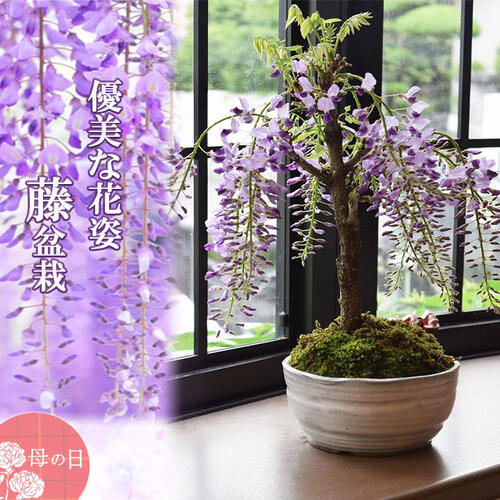 楽天市場】2026年5月に開花藤盆栽母の日ギフトにお花と香りが楽しめ