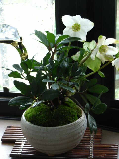 楽天市場】2025年クリスマスローズ鉢花【クリスマスローズ開花株