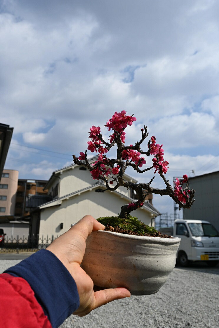 楽天市場】緋梅盆栽紅梅花梅盆栽お祝いのプレゼントに紅梅盆栽2022年2
