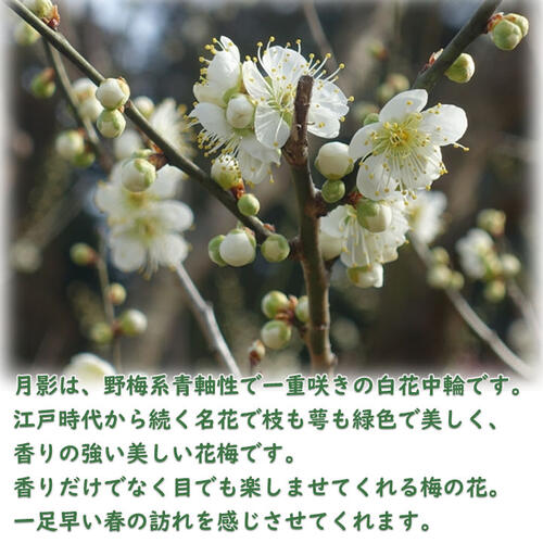 青軸野梅(一重緑萼.白花) [文人風木] 大品盆栽 梅 野梅の盆栽を販売