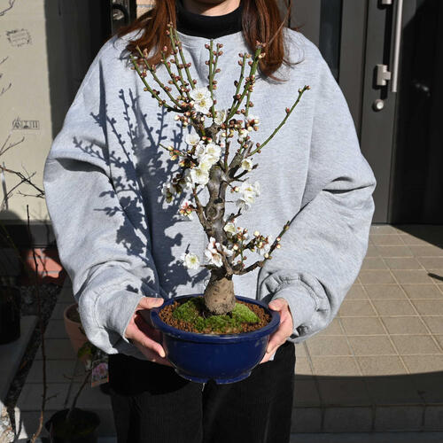 楽天市場】2026年1月から2月に開花 白梅 プラ鉢入り 冬至梅 白花