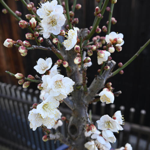 楽天市場】2026年1月から2月に開花 白梅 プラ鉢入り 冬至梅 白花