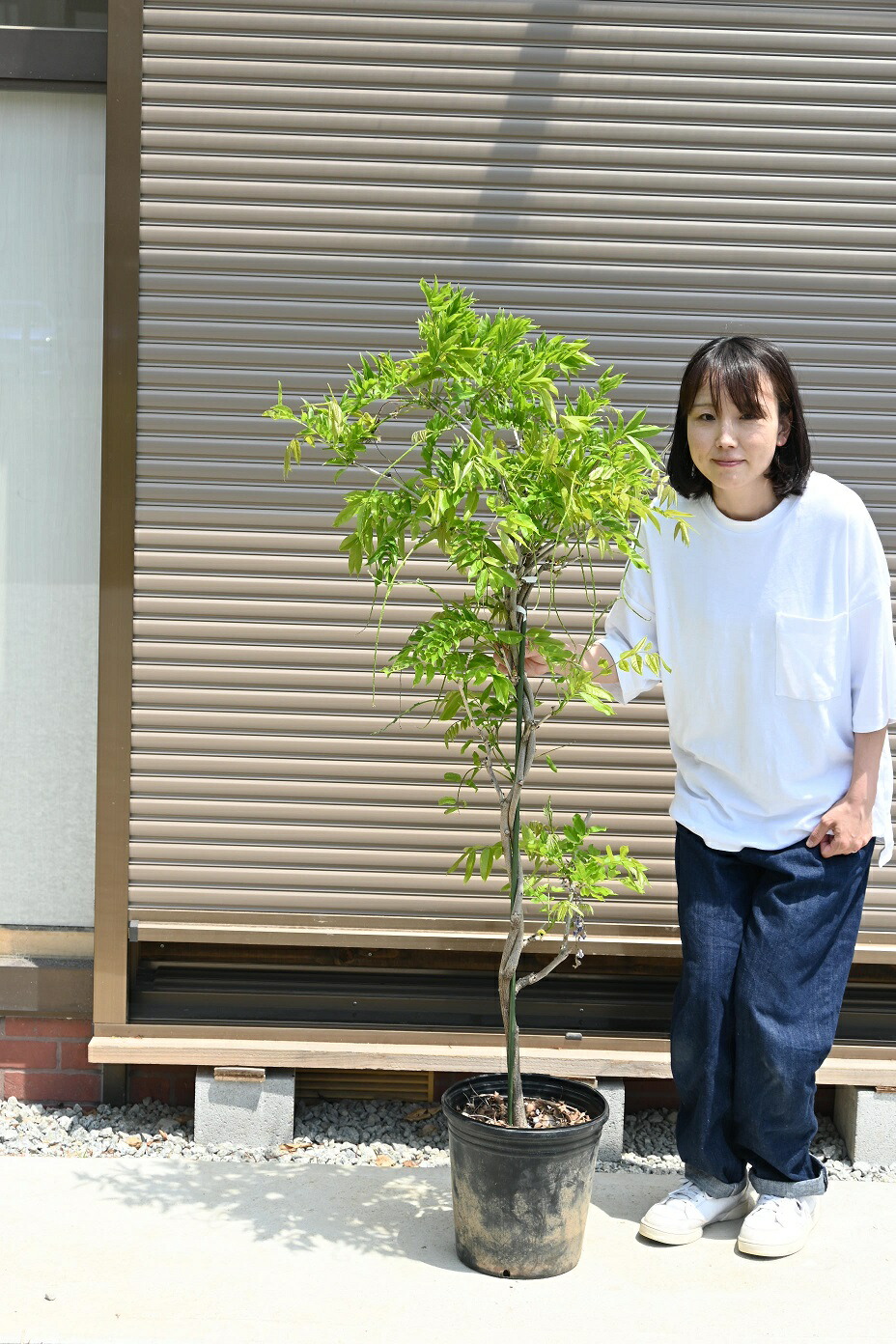 楽天市場】九尺藤苗2026年4月に開花苗藤棚として使用できる大苗藤苗木