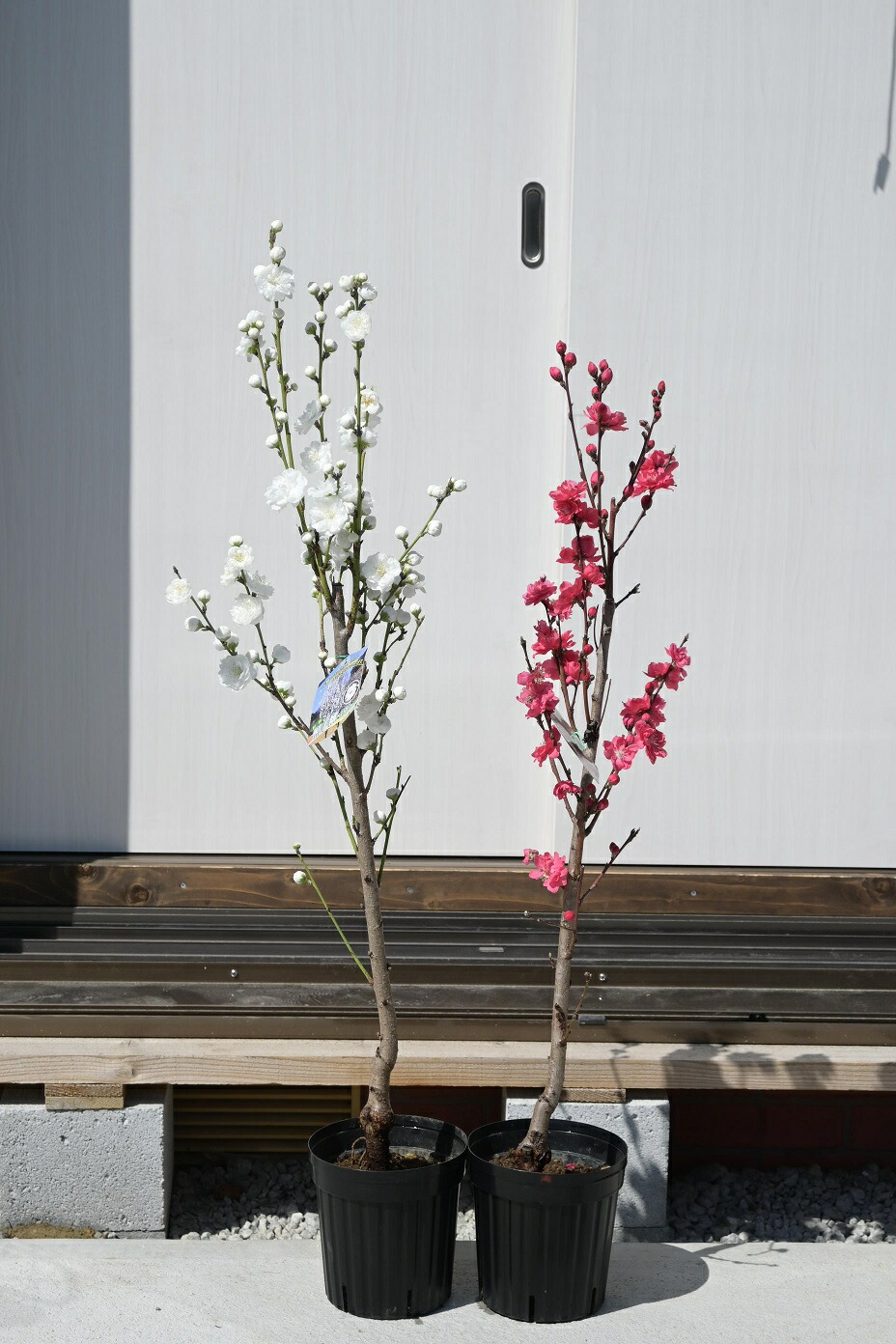 楽天市場】照手花桃苗おすすめ苗桃花2026年4月開花苗紅白花桃苗木