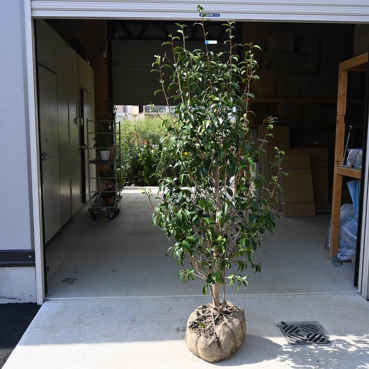 楽天市場】椿大苗白芯卜伴 (はくしんぼくはん) 接ぎ木8年物椿苗椿大苗