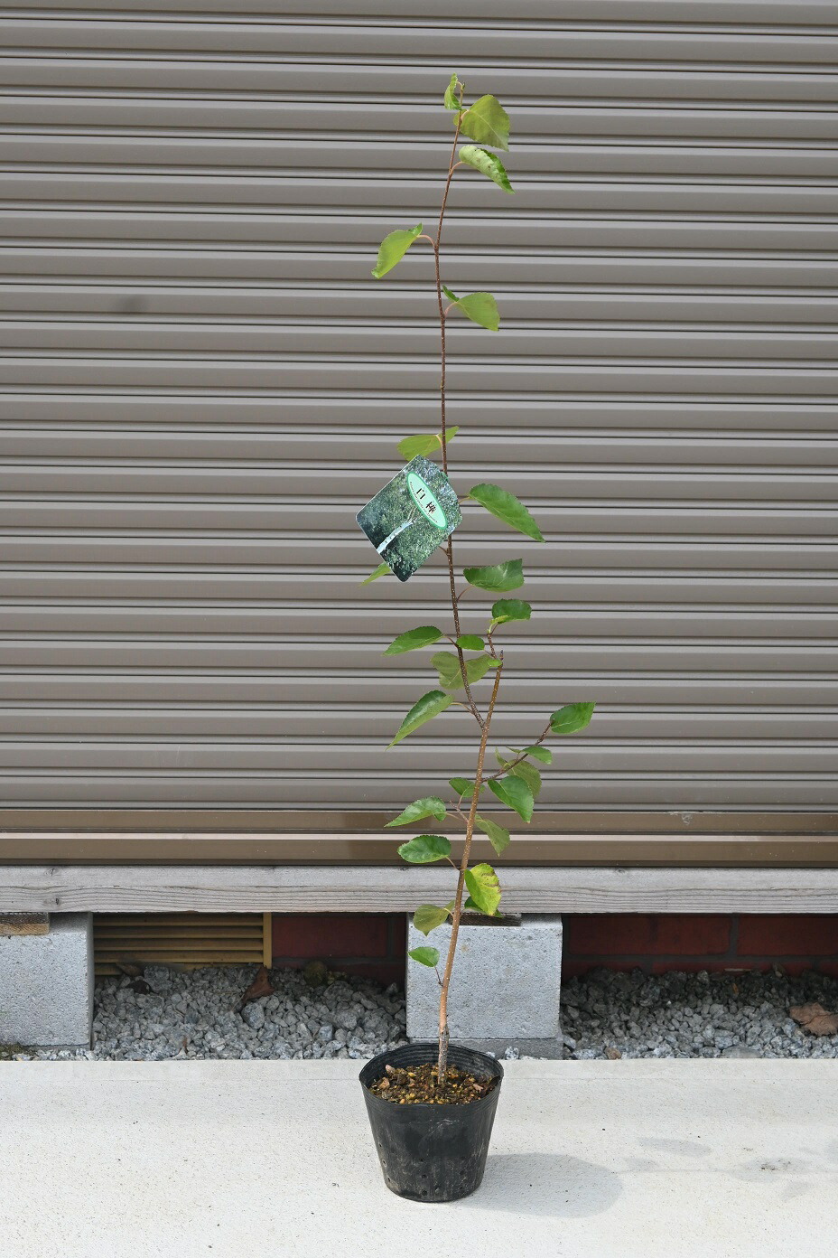 楽天市場】白樺苗白樺庭木 白樺シラカバ ジャックモンティ苗 シラカバ