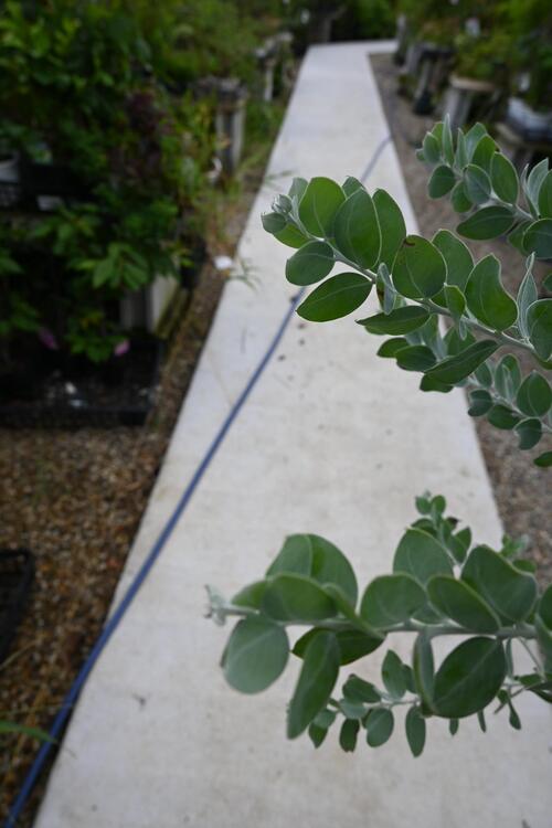 楽天市場】アカシア パールアカシア苗ポダリーフォリア 少し大きめの苗