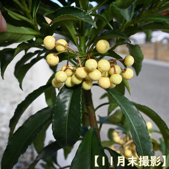 楽天市場】2026年おめでたい縁起の良い樹赤い万両白い万両2月頃まで実