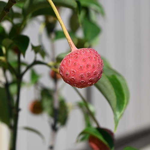 楽天市場】プレゼントに2026年5月に開花苗常緑ヤマボウシ ホンコン