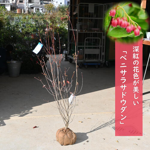 楽天市場】高さ100センチ前後大きい苗 ベニサラサドウダン 根巻き苗紅