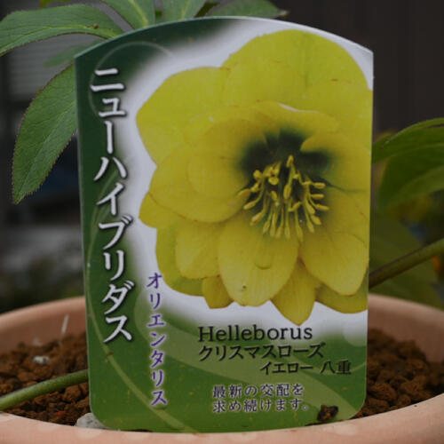 楽天市場】2026年NEW クリスマスローズ 苗 5号プラ鉢入り