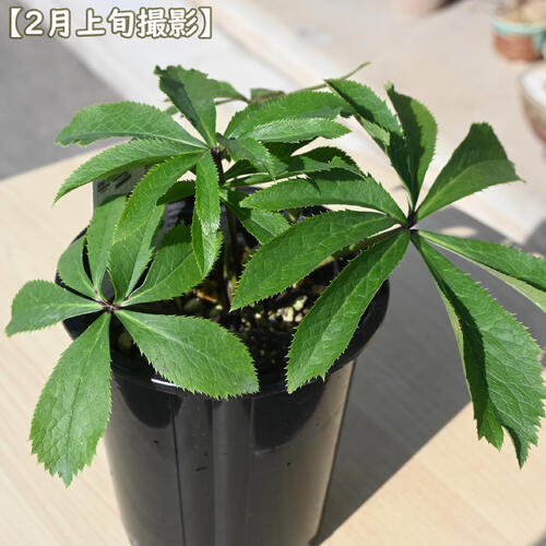 楽天市場】2026年NEW クリスマスローズ 苗 5号プラ鉢入り