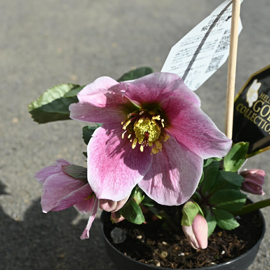 楽天市場】2026年1月開花 クリスマスローズ開花株雪の妖精リバ