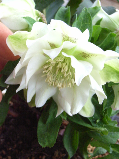 楽天市場】クリスマスローズ開花株クリスマスローズ 八重ダブルス