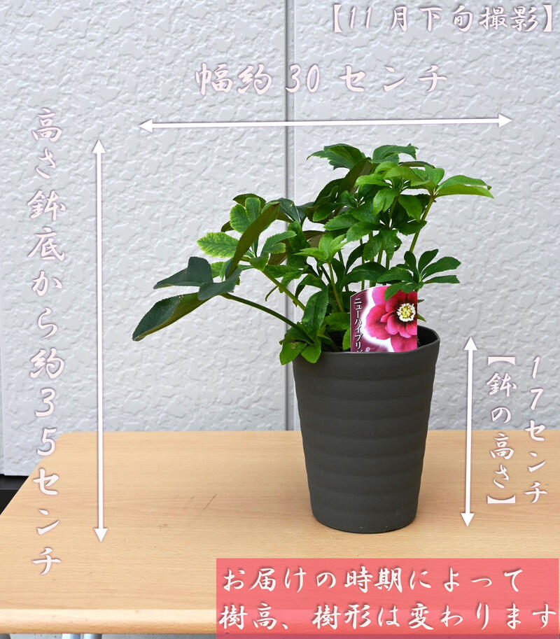 楽天市場】2023年開花見込みクリスマスローズ オリエンタリス ニュー