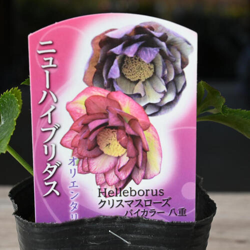 楽天市場】2023年新入荷苗 クリスマスローズ オリエンタリス バイ