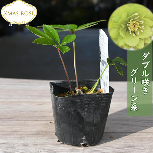 楽天市場】2023年新入荷苗 クリスマスローズ ダブル咲き グリーン系