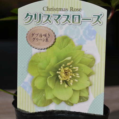 楽天市場】2023年新入荷苗 クリスマスローズ ダブル咲き グリーン系