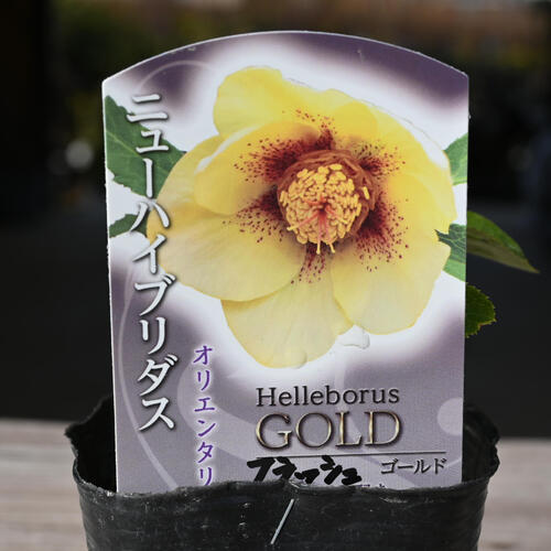 楽天市場】2023年新入荷苗 クリスマスローズ オリエンタリス ゴールド