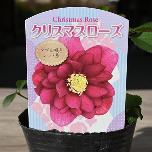 楽天市場】2023年新入荷苗 クリスマスローズ3種セット 見計らいお任せ