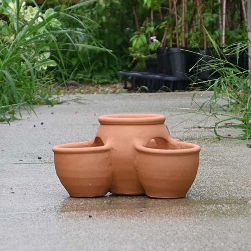 楽天市場】ストロベリーポット 小 平たいタイプ素焼き 鉢苺育てやすい