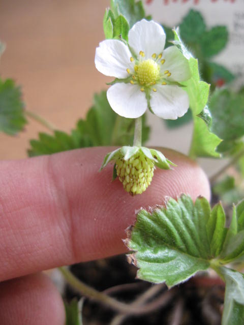 楽天市場】：【送料無料】 いちごワイルドストロベリーの鉢植え : 園芸