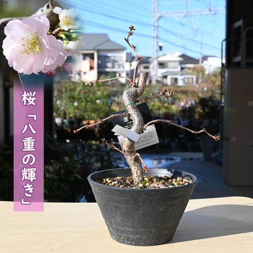 楽天市場】桜 八重の輝き プラ鉢入り四季咲き 桜盆栽 さくら盆栽