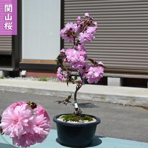 楽天市場】盆栽さくら2026年4月中旬開花中 関山桜 プラ鉢入り 八重桜