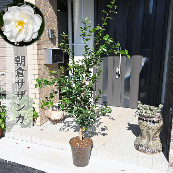 楽天市場】鉢花 朝倉サザンカ 山茶花 サザンカ : 園芸百貨店何でも揃う