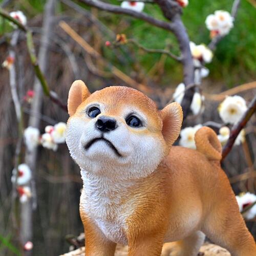楽天市場】秋田犬置物 かわいい置物 犬の置物秋田犬 あずきちゃんお庭